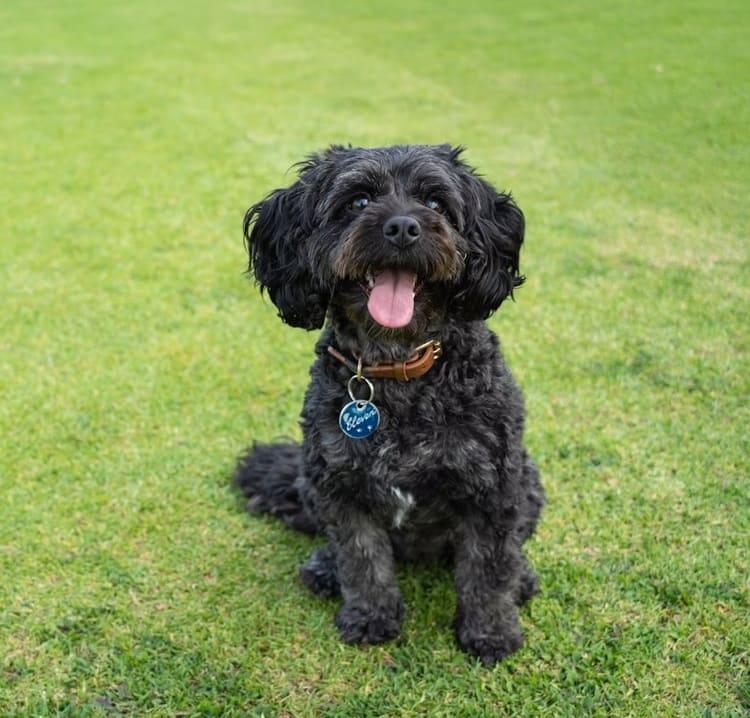 Séances éducateur comportementaliste canin Montpellier