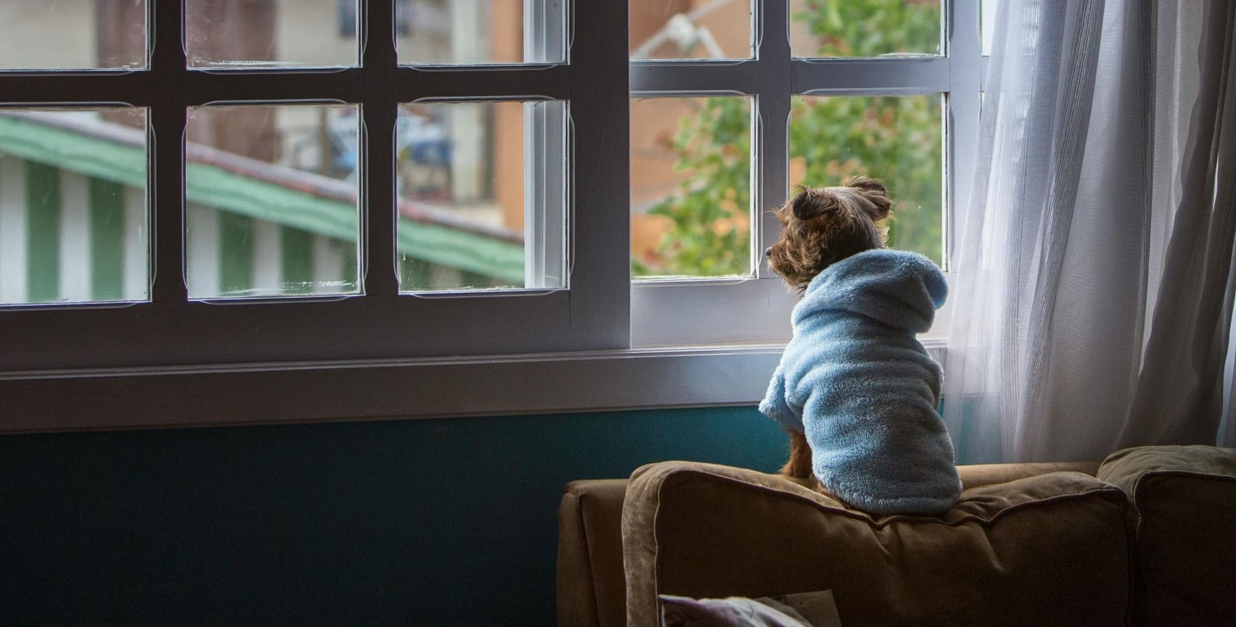 Découvrez comment reconnaître et gérer l’anxiété de séparation chez le chien, les causes, signes, erreurs à éviter et conseils pratiques pour aider votre compagnon à rester serein. Accompagnement personnalisé à Montpellier et alentours.