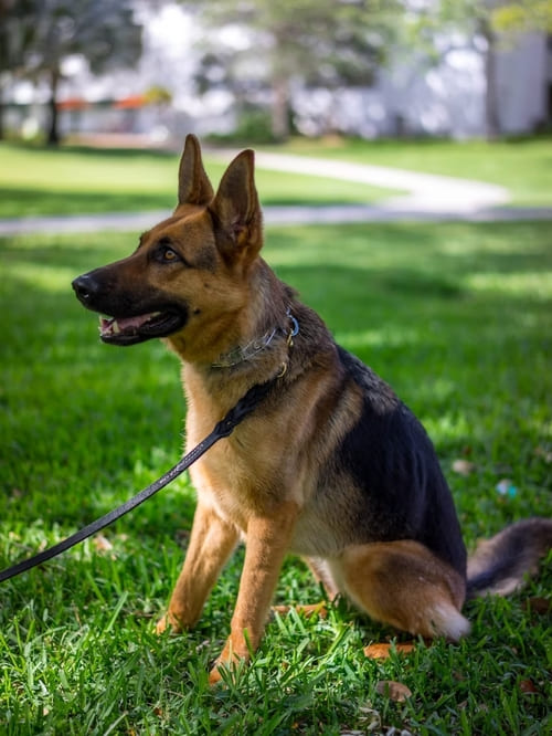 séance éducation canine montpellier